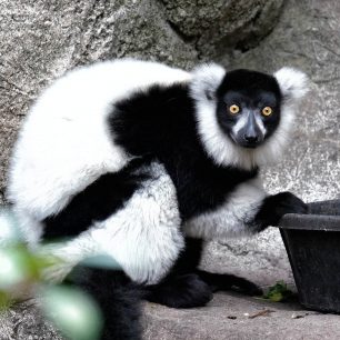 Andasibe-Mantadia, Madagaskar