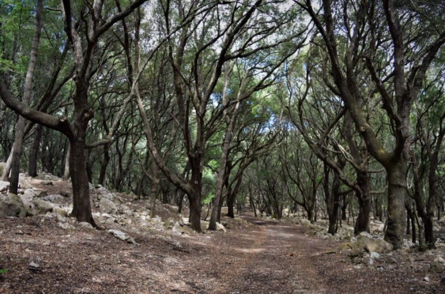 Les kolem pramenů, Ses Fonts Ufanes, Malloca, Španělsko