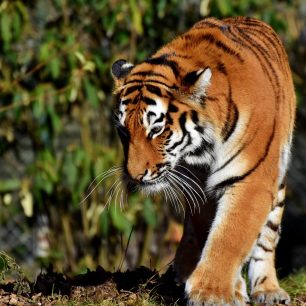 Tygr, Indie
