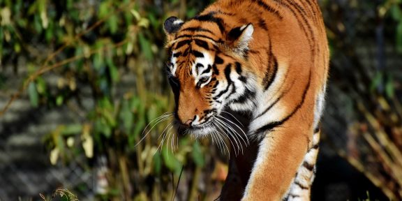 Mám doma sedm tygrů. Zbyli mi po mafiánech, kteří sedí v base