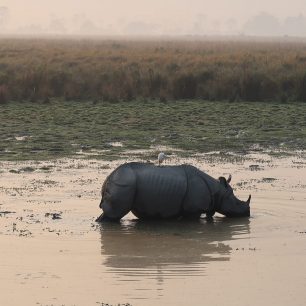 Kaziranga, Indie