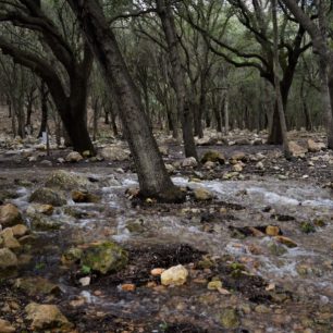Voda tekoucí lesem Ses Fonts Ufanes, Mallorca, Španělsko