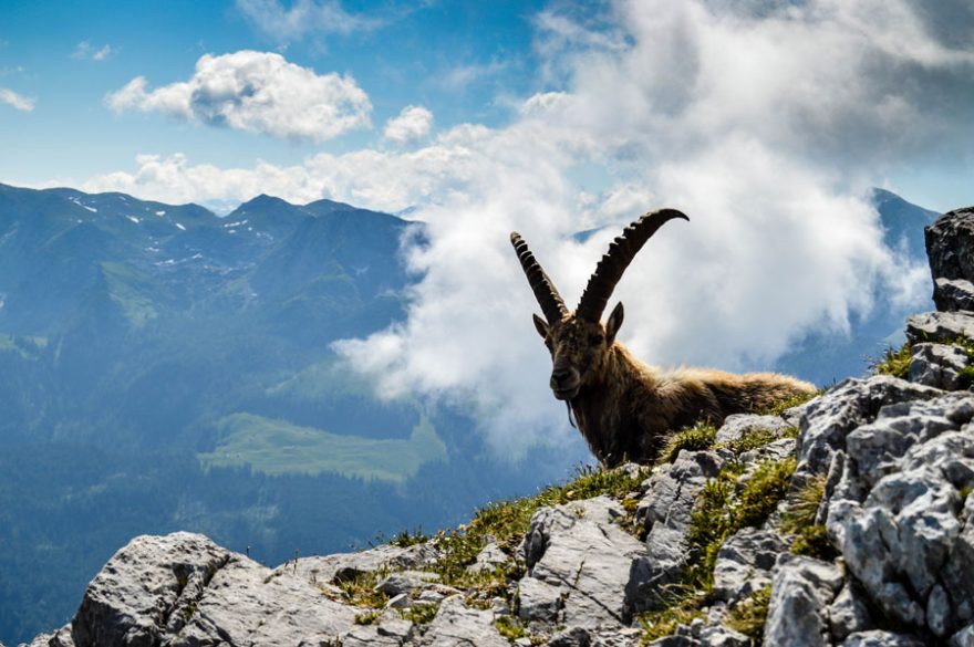 Kozorožec (c) Berchtesgadener Land Tourismus GmbH