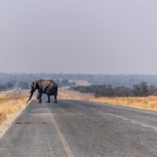 Slon na cestě, Afrika