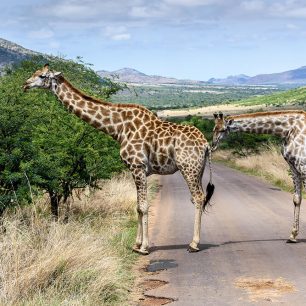 Žirafy, Afrika