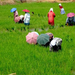Pěstování rýže v Kerale
