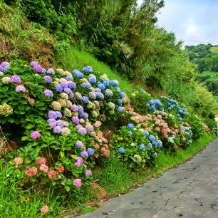 hortenzie místo mantinelů, São Miguel, Portugalsko