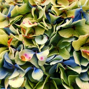 květ hortenzie, São Miguel, Portugalsko