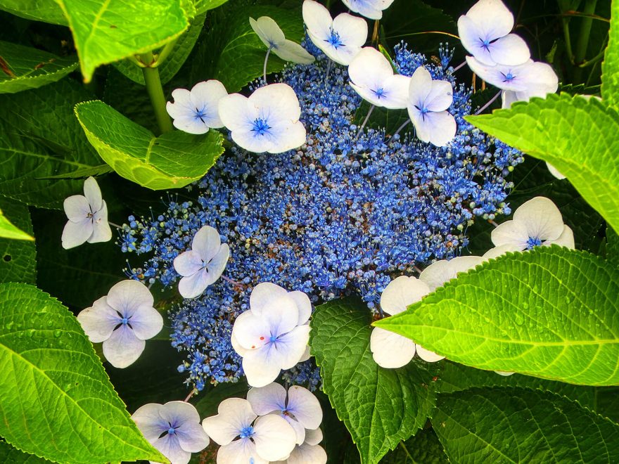 květiny u čajových plantáží, São Miguel, Portugalsko