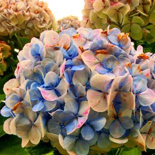 obrovské květy hortenzií, São Miguel, Portugalsko