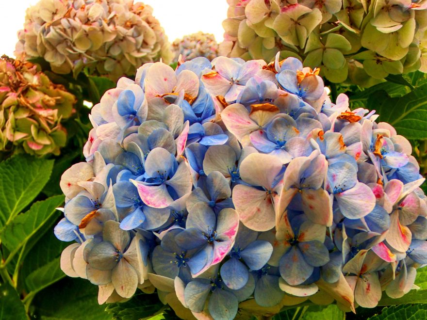 obrovské květy hortenzií, São Miguel, Portugalsko