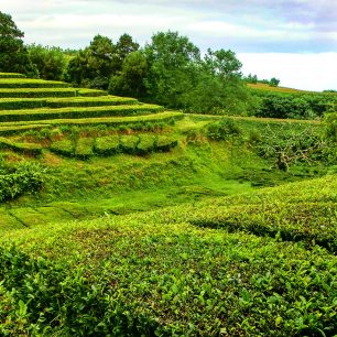 políčka jsou oddělená cestami, São Miguel, Portugalsko