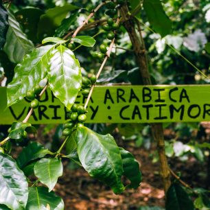 Plody arabicy, Bolavenská plošina, Laos