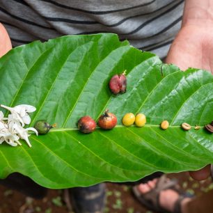 Etapy kávy od květu až po pražený bob, jak ho známe my, Bolavenská plošina, Laos