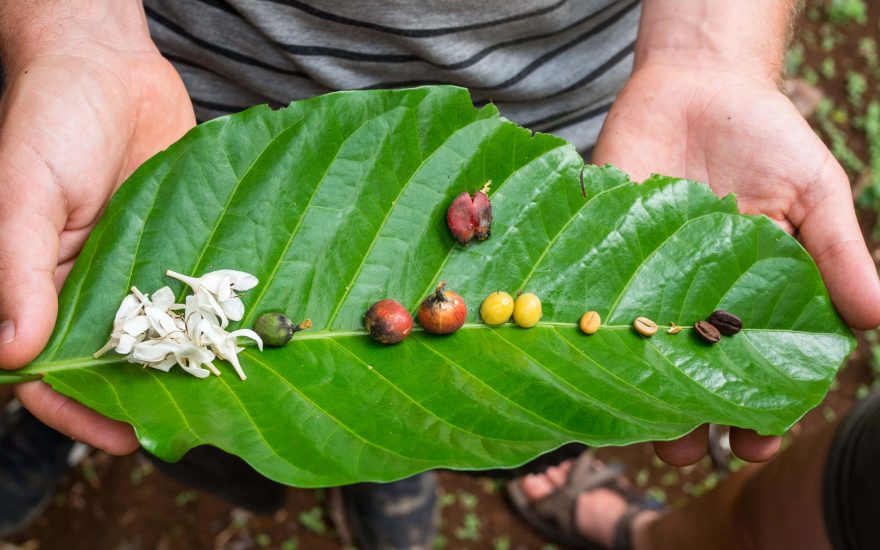 Etapy kávy od květu až po pražený bob, jak ho známe my, Bolavenská plošina, Laos