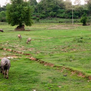 Typický výhled v Laosu, buvoli na každém kroku, Tad Lo, Laos