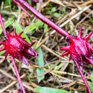 Květy ibišku, Bolavenská plošina, Laos