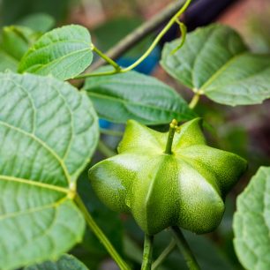 Sacha inchi, Bolavenská plošina, Laos