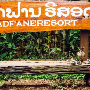 Kuřecí rodinka, Bolavenská plošina, Laos