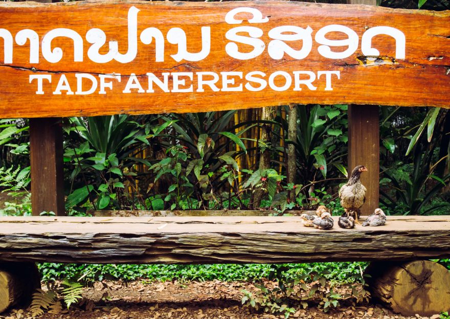 Kuřecí rodinka, Bolavenská plošina, Laos