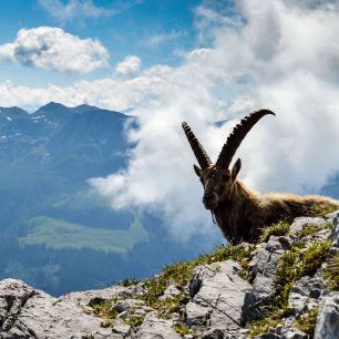 Kozoroh na Watzmann Hocheck (c) Berchtesgadener Land Tourismus