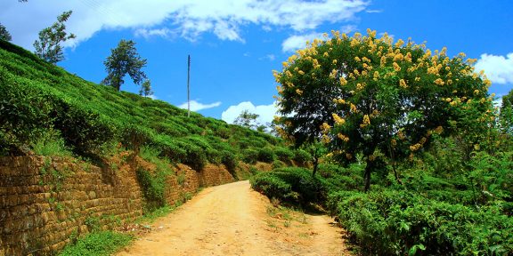 Pravý a nefalšovaný cejlonský čaj: Které čajové plantáže na Srí Lance musíte navštívit?
