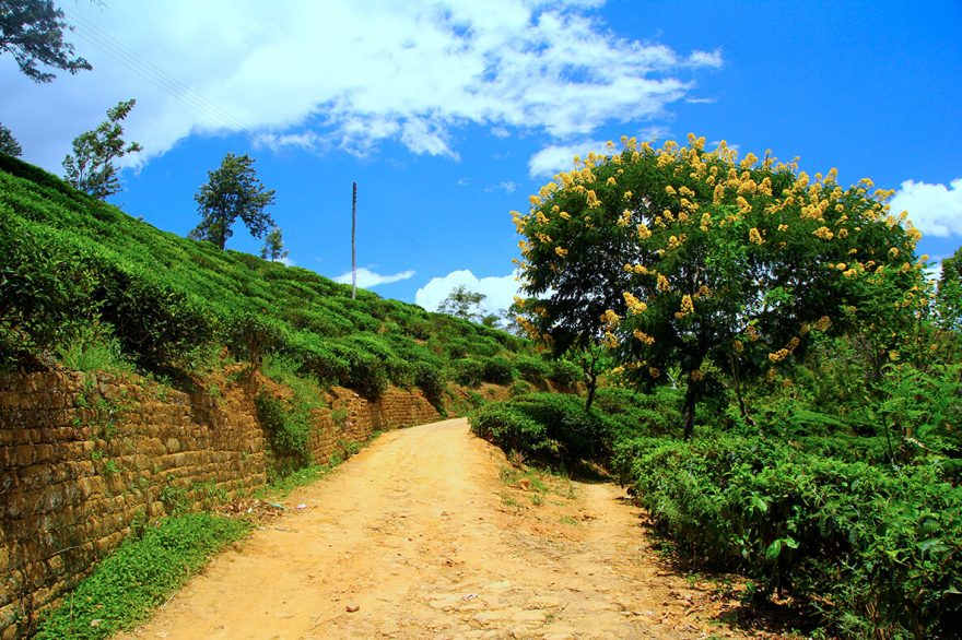 Cesta na Little Adam´s Peak, Srí Lanka