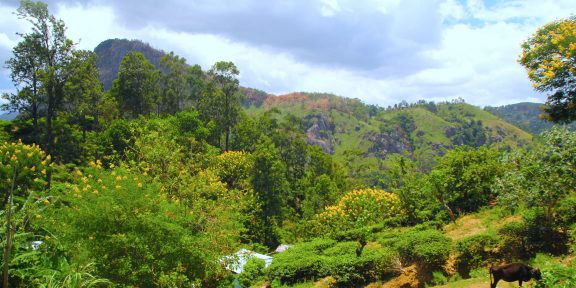 Adamova Hora, NP Jala a další zajímavosti Srí Lanky