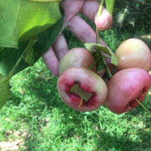 Jambu, místní chutné a osvěžující ovoce, Srí Lanka