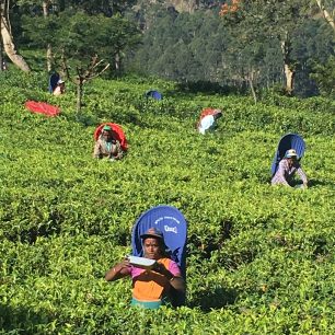 Sběračky čaje, Srí Lanka