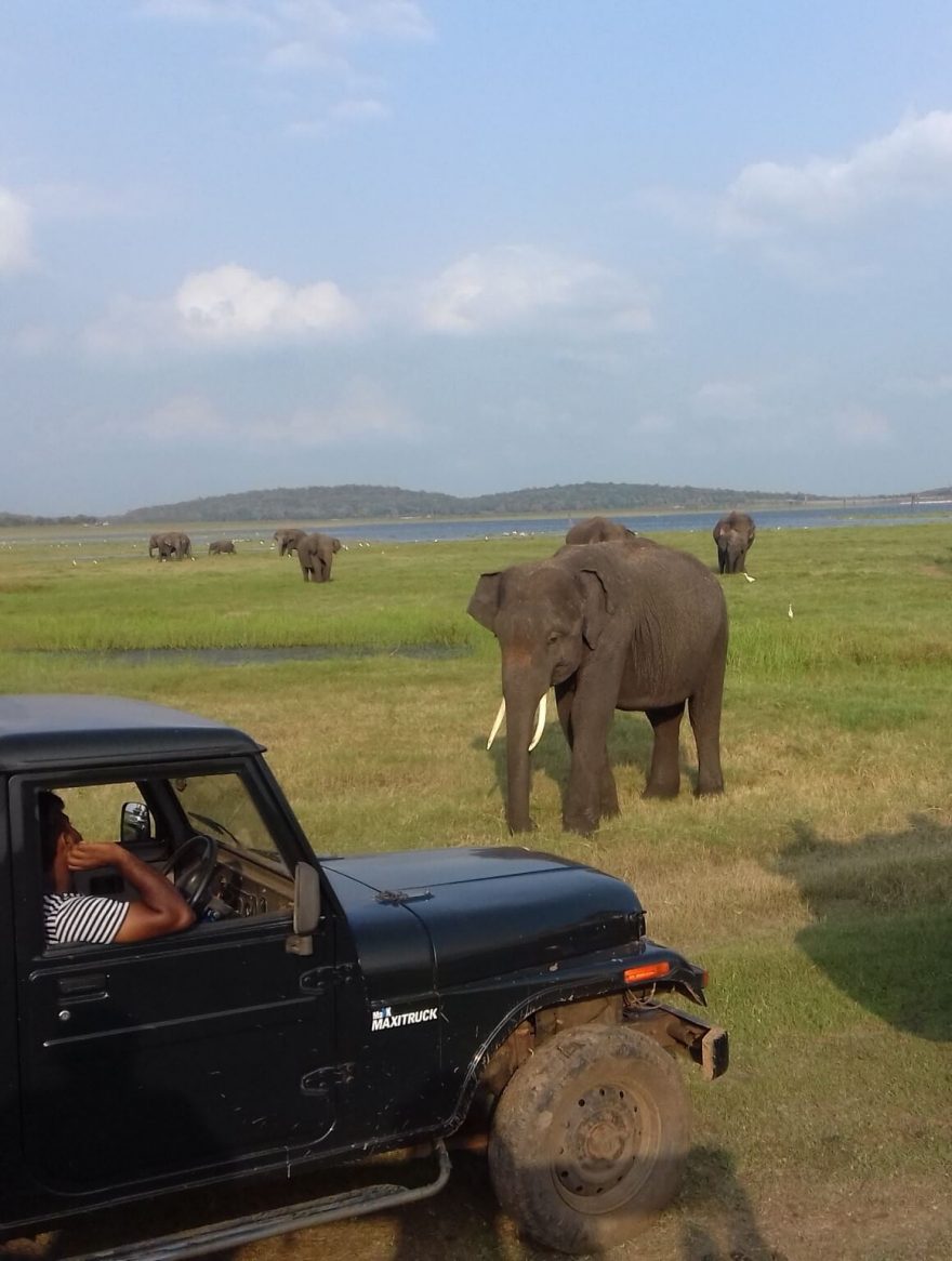 Sloní safari, Srí Lanka