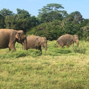 Sloní safari národní park, Srí Lanka