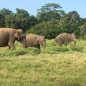 Srí Lanka: Koupel sloních sirotků