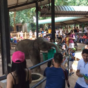 Sloní útulek, Srí Lanka