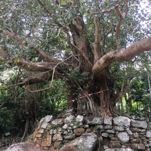 Posvátný Bodhi tree cestou do Meemure, Srí Lanka