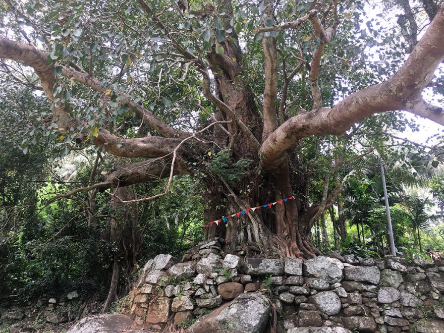 Posvátný Bodhi tree cestou do Meemure, Srí Lanka