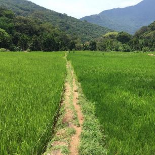 Procházka vesnicí mezi rýžovými poli, Srí Lanka