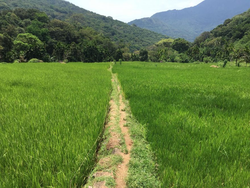 Procházka vesnicí mezi rýžovými poli, Srí Lanka