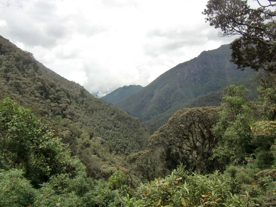 Deštný prales, Kolumbie