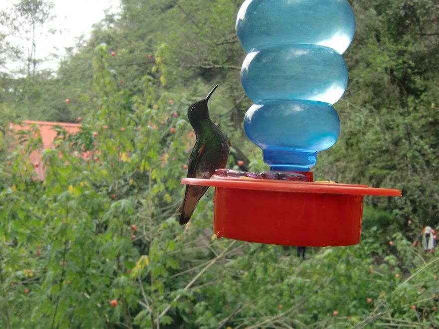 Kolibří farma, Kolumbie