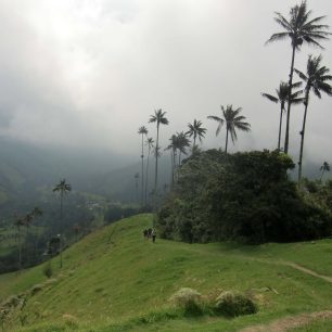 Údolí Cocora, Kolumbie