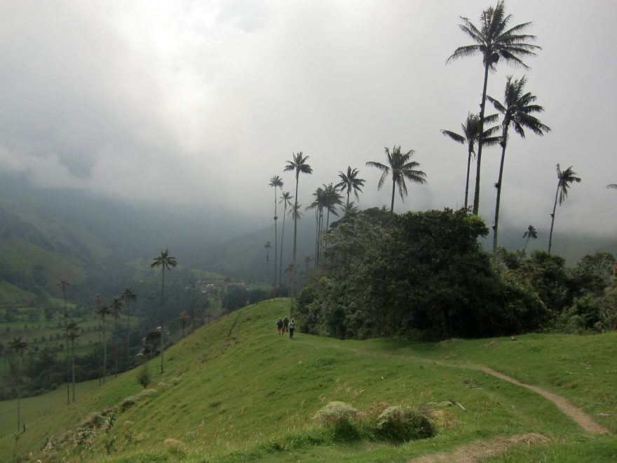 Údolí Cocora, Kolumbie