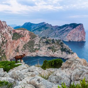 Po skalnatém pobřeží běhají horské kozy, Mallorca 