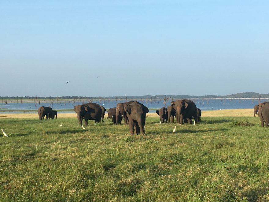 Sloní safari v NP Minneriya, Srí Lanka