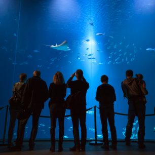 Ozeaneum Stralsund