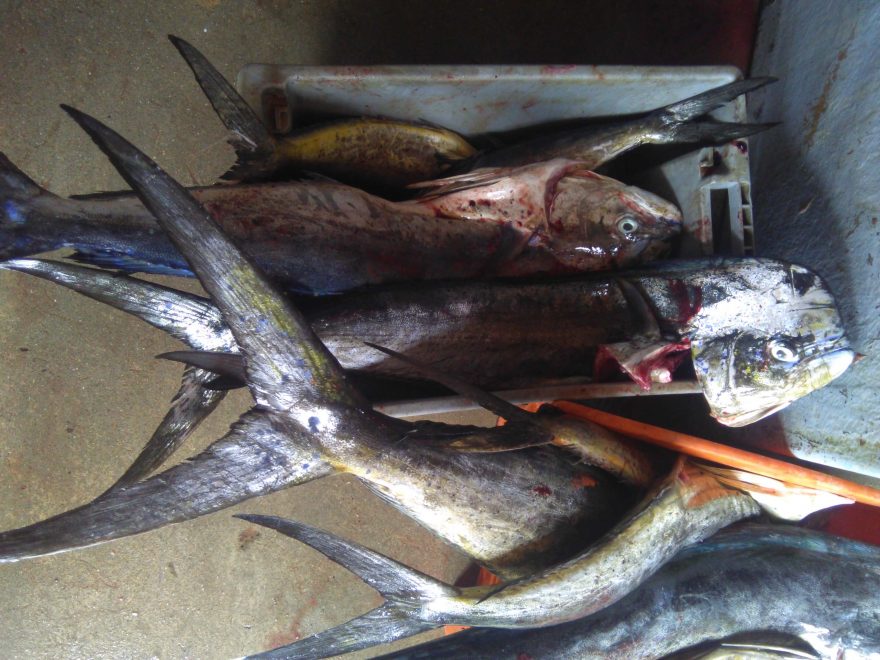 Čerstvý úlovek u Pacifického pobřeží