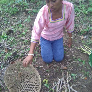 Kichwa žena tradičně sází yucu (maniok)