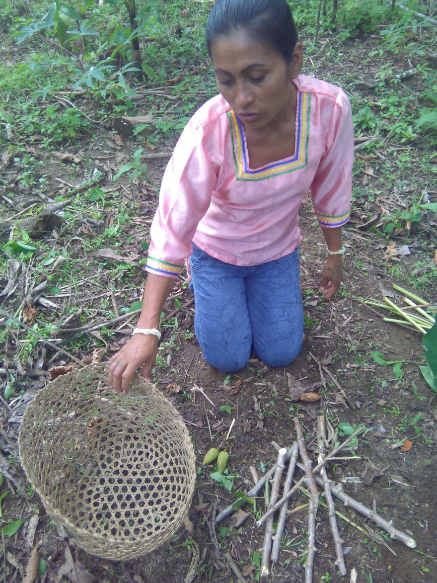 Kichwa žena tradičně sází yucu (maniok)