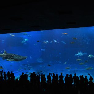 Chlouba akvária Čuraumi, Japonsko