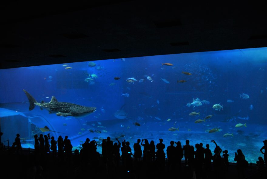 Chlouba akvária Čuraumi, Japonsko
